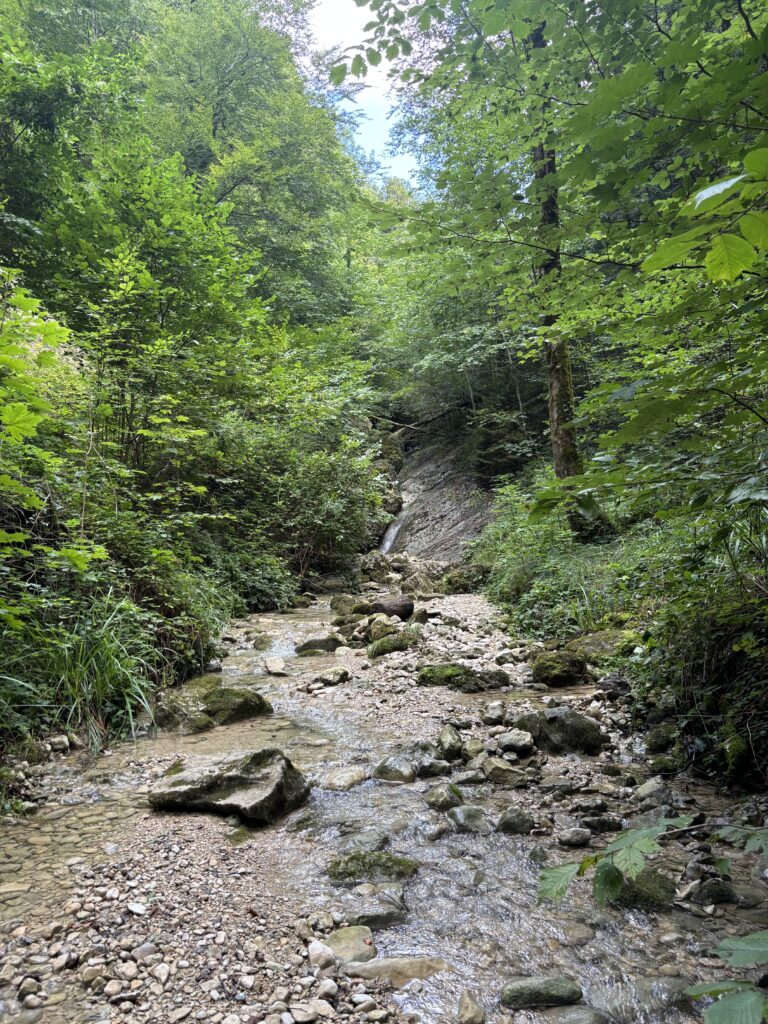 A small stream running through Aigen Woodlands backed by lush green trees.